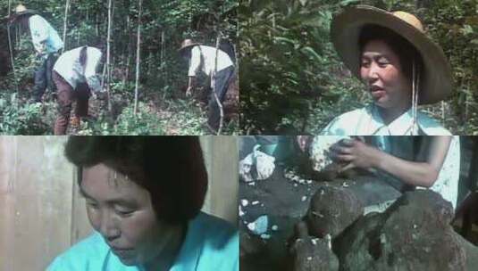 80年代林下经济 种植天麻 养蚕 葛根 花菜高清在线视频素材下载