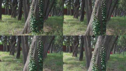 绿色藤曼植物爬上古老的柏树高清在线视频素材下载