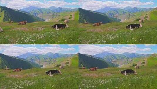 新疆伊犁果子沟草地上的牛高清在线视频素材下载