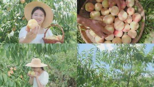 阳山水蜜桃 水蜜桃产地 水蜜桃采摘高清在线视频素材下载