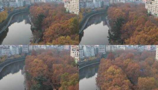 秋天枯黄树枝树叶植物森林城市秋天高清在线视频素材下载