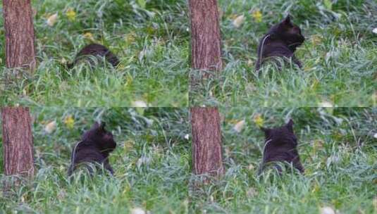 流浪猫野猫小猫猫咪爱宠人士高清在线视频素材下载