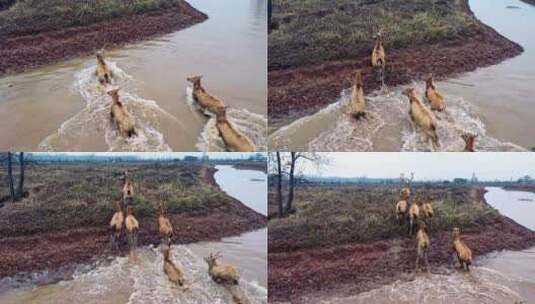 岳阳洞庭湖野生麋鹿野生动物高清在线视频素材下载