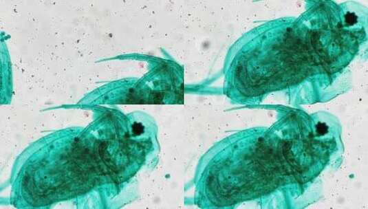 水蚤装片生物切片显微镜高清在线视频素材下载