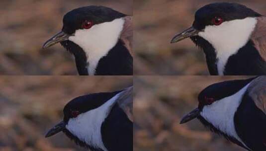 Spur Winged Lapwing，高清在线视频素材下载