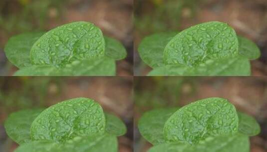 雨后叶子上的水珠实拍高清在线视频素材下载