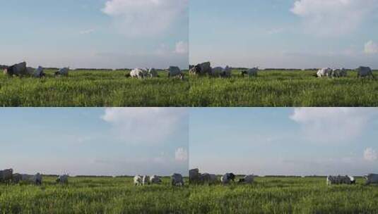 夏季空旷草地上的羊群高清在线视频素材下载