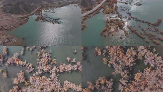 赤金峡水库湿地胡杨航拍高清在线视频素材下载