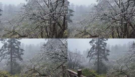 瓦屋山秋冬季云雾缭绕的景色高清在线视频素材下载