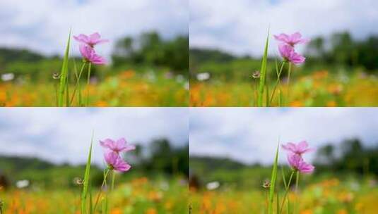 格桑花 百日菊  植物 菊花 野花盛开高清在线视频素材下载