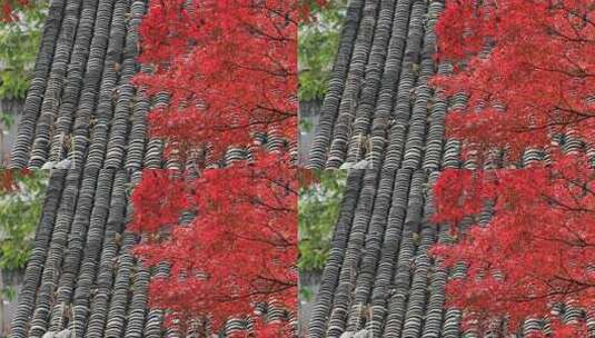 秋天阳光风吹火红枫叶古建筑局部特写高清在线视频素材下载