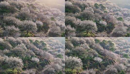 航拍福州永泰青梅花（葛岭万石村）12高清在线视频素材下载