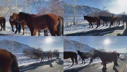 新疆阿勒泰哈萨克族牧民骑马赶羊高清在线视频素材下载