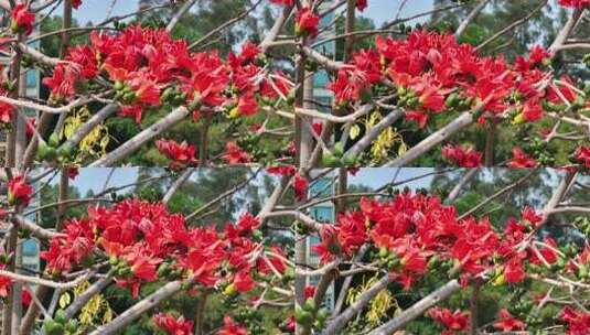 盛开的木棉花特写高清在线视频素材下载