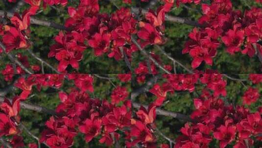 盛开的木棉花特写高清在线视频素材下载