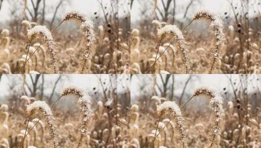 冬季芦苇丛野草植物空境高清在线视频素材下载