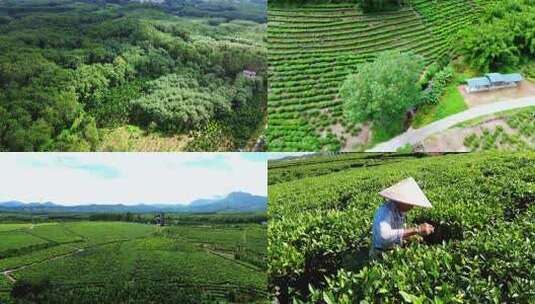 茶山茶园绿茶春茶茶叶高清在线视频素材下载