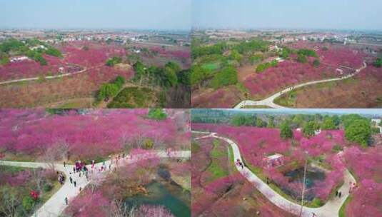 航拍梅园，梅花素材，赏花，春天梅花风景区高清在线视频素材下载