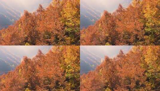 秋天枫叶金黄太行山树木随风飘动高清在线视频素材下载