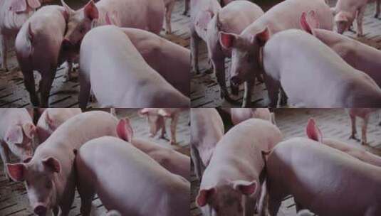 猪在畜牧场生产小猪高清在线视频素材下载