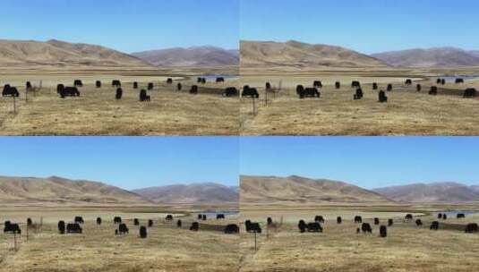 川藏线航拍 荒漠大地 山脉 旷野高清在线视频素材下载