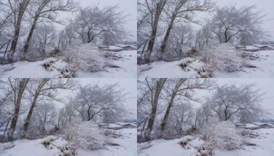 清晨大雪（01.23）高清在线视频素材下载