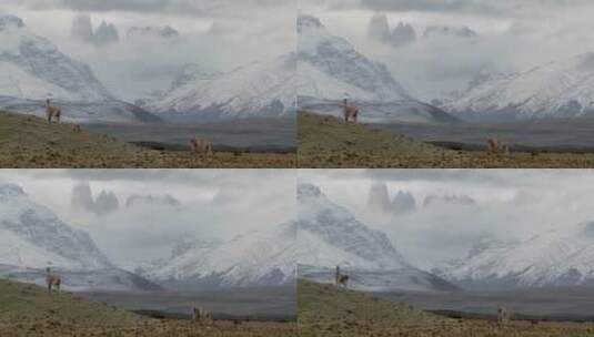 羊驼站在安第斯山脉前的草地上高清在线视频素材下载