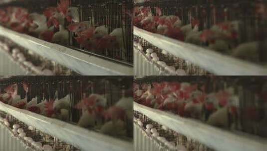 母鸡在养鸡场的水槽里啄饲料高清在线视频素材下载