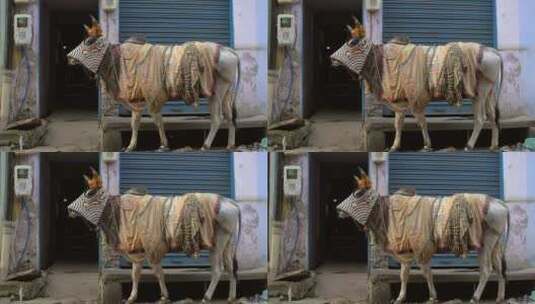 印度街头穿衣服的奶牛高清在线视频素材下载