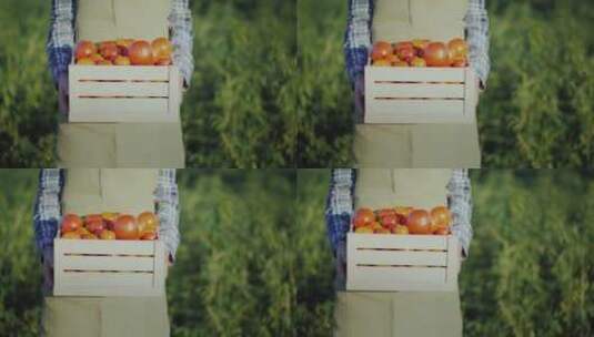 农夫手端一箱番茄特写镜头高清在线视频素材下载
