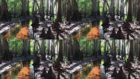 森林里的沼泽地高清在线视频素材下载