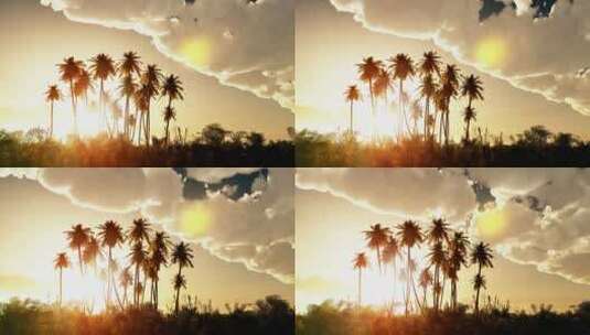 日落时的棕榈树 高清在线视频素材下载