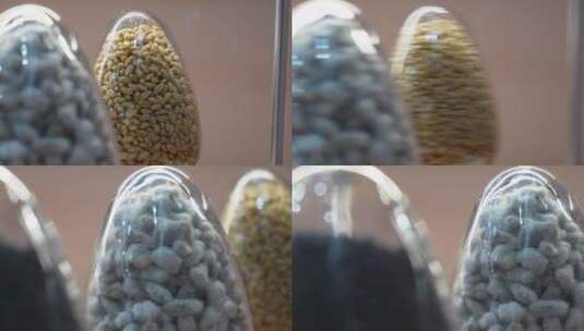 玉米棉花籽黑豆芝麻种子高清在线视频素材下载
