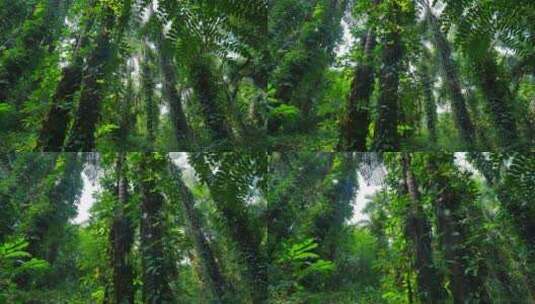阳光明媚的热带雨林高清在线视频素材下载