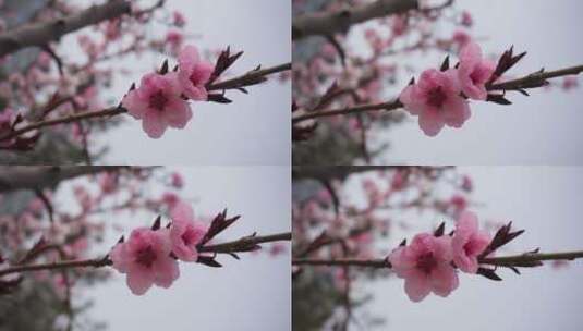 春天的花朵开放高清在线视频素材下载