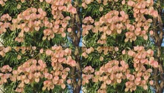 秋季的栾树开花结果 一个一个的红灯笼高清在线视频素材下载