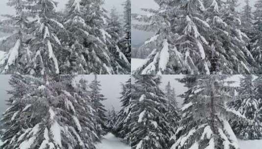 森林里的松树_树枝上长满了雪高清在线视频素材下载