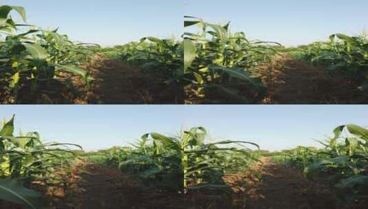 乡村田园玉米种植高粱地4k实拍高清在线视频素材下载