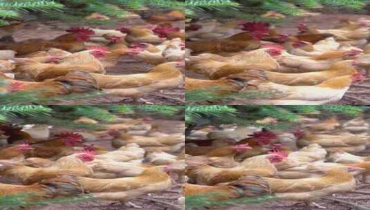 乡村散养鸡场山林放养鸡高清在线视频素材下载