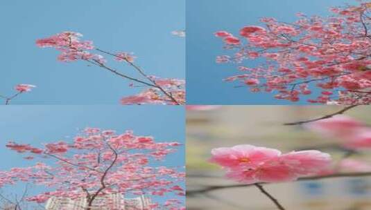 春天的樱花高清在线视频素材下载