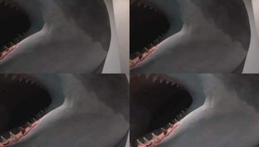 大白鲨鲨鱼牙齿模型高清在线视频素材下载
