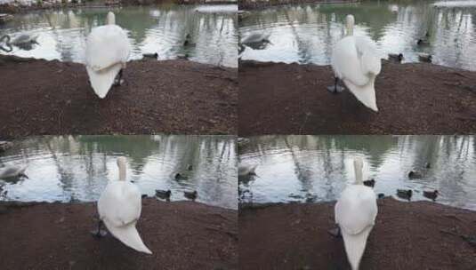 池塘边的天鹅和鸭子高清在线视频素材下载