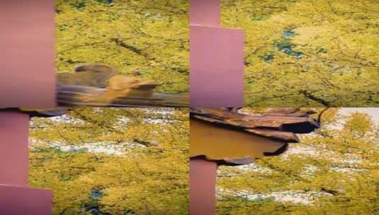 慢镜头拍摄故宫秋季的银杏树高清在线视频素材下载