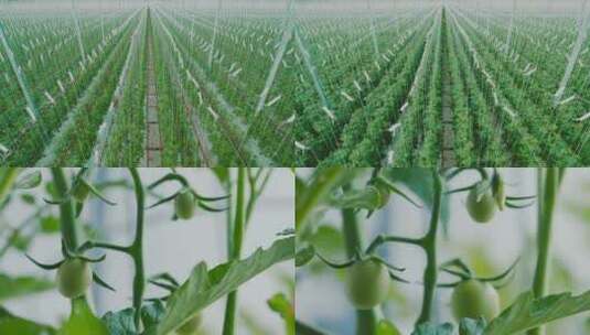 机械化现代化农业种西红柿圣女果延时成长高清在线视频素材下载