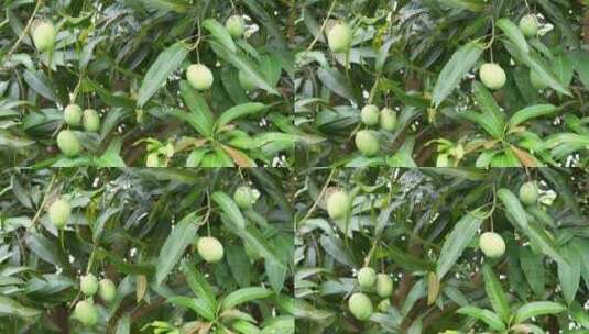 芒果树上的果实高清在线视频素材下载