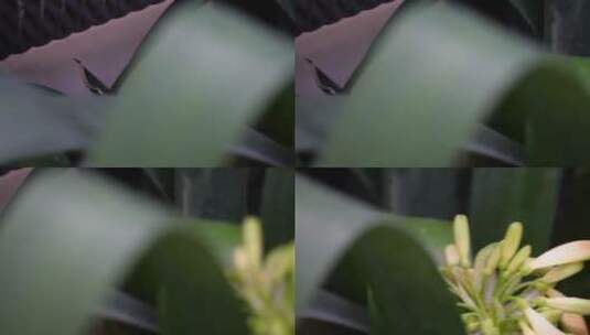 君子兰兰花绿植花卉高清在线视频素材下载