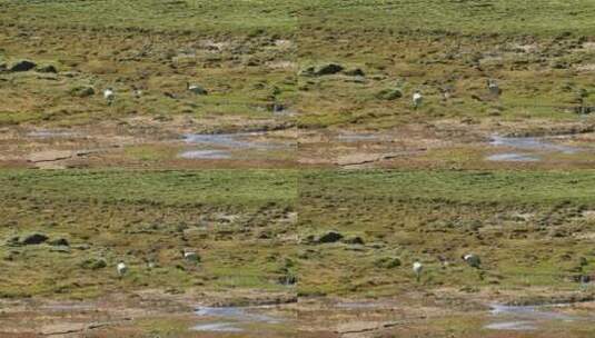 黑颈鹤 湿地 西藏色林错保护区高清在线视频素材下载