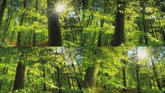 林间的日光高清在线视频素材下载