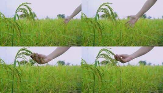 农民在稻田抚摸稻穗高清在线视频素材下载