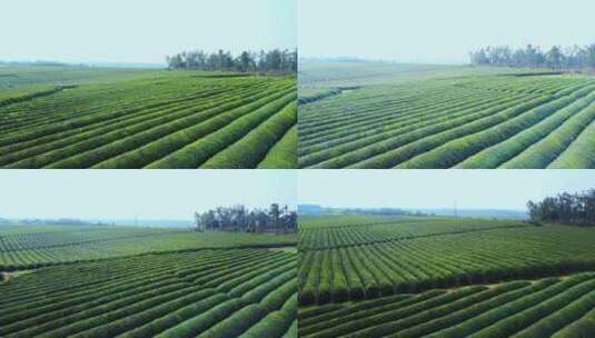 东方亚洲茶树种植园高清在线视频素材下载